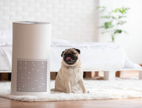7 Best Air Purifiers for Pets of 2022